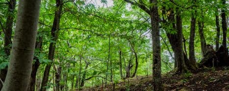 Plant trees to absorb emissions