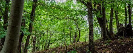 Agroforestry projects in Italy