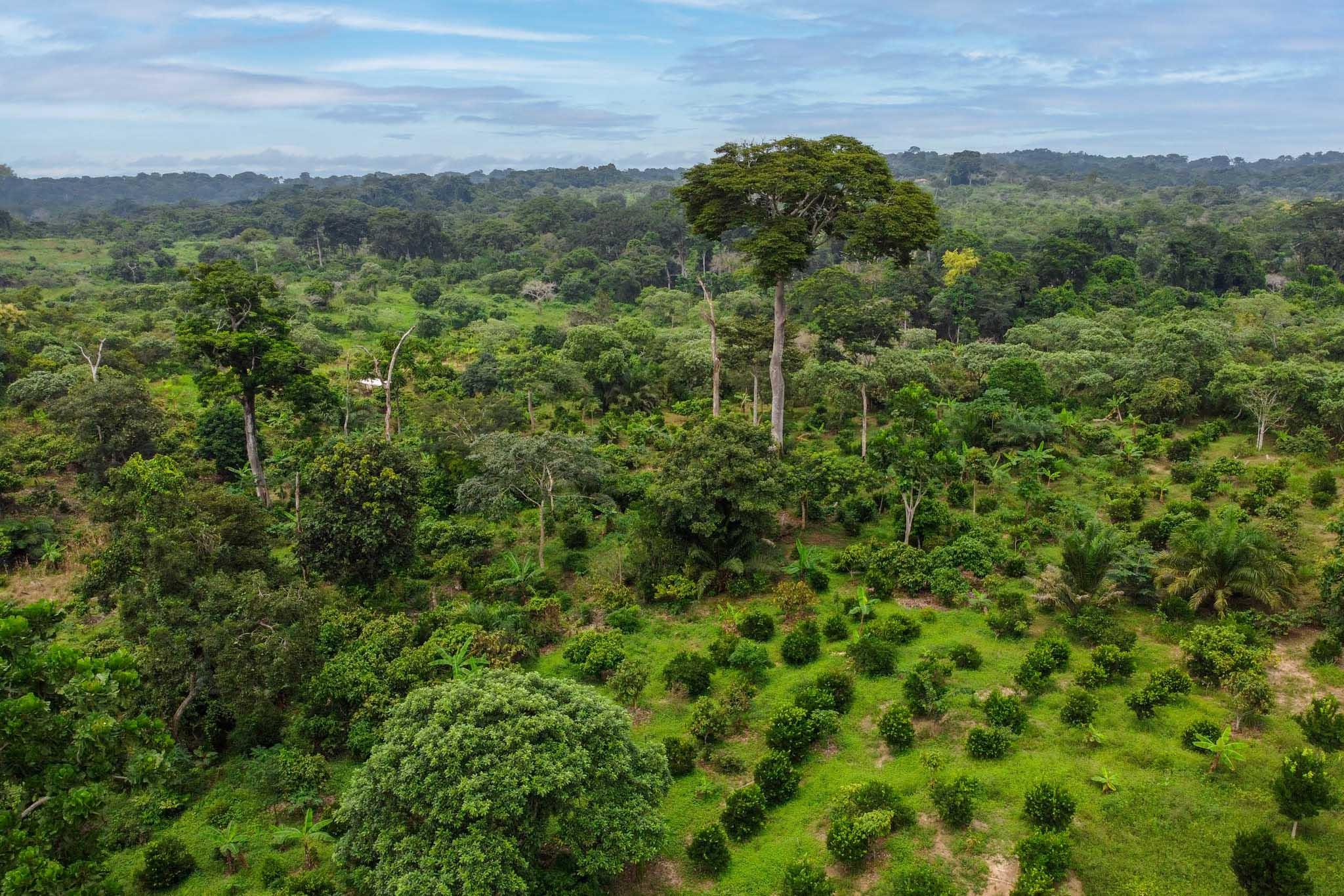 Cameroon background