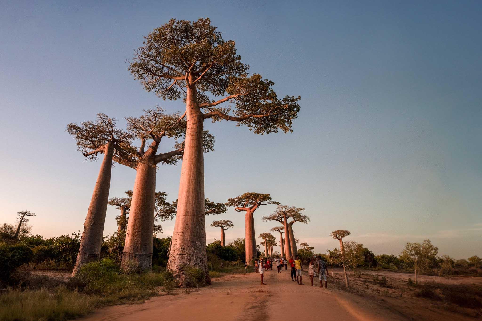 Madagascar background