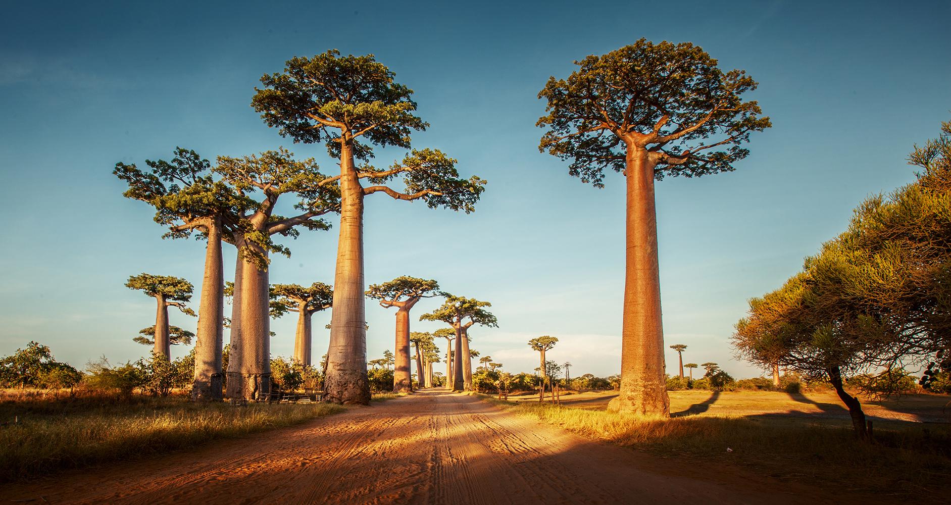 Madagascar background