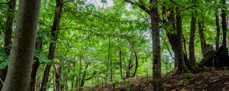 Plant trees to absorb emissions