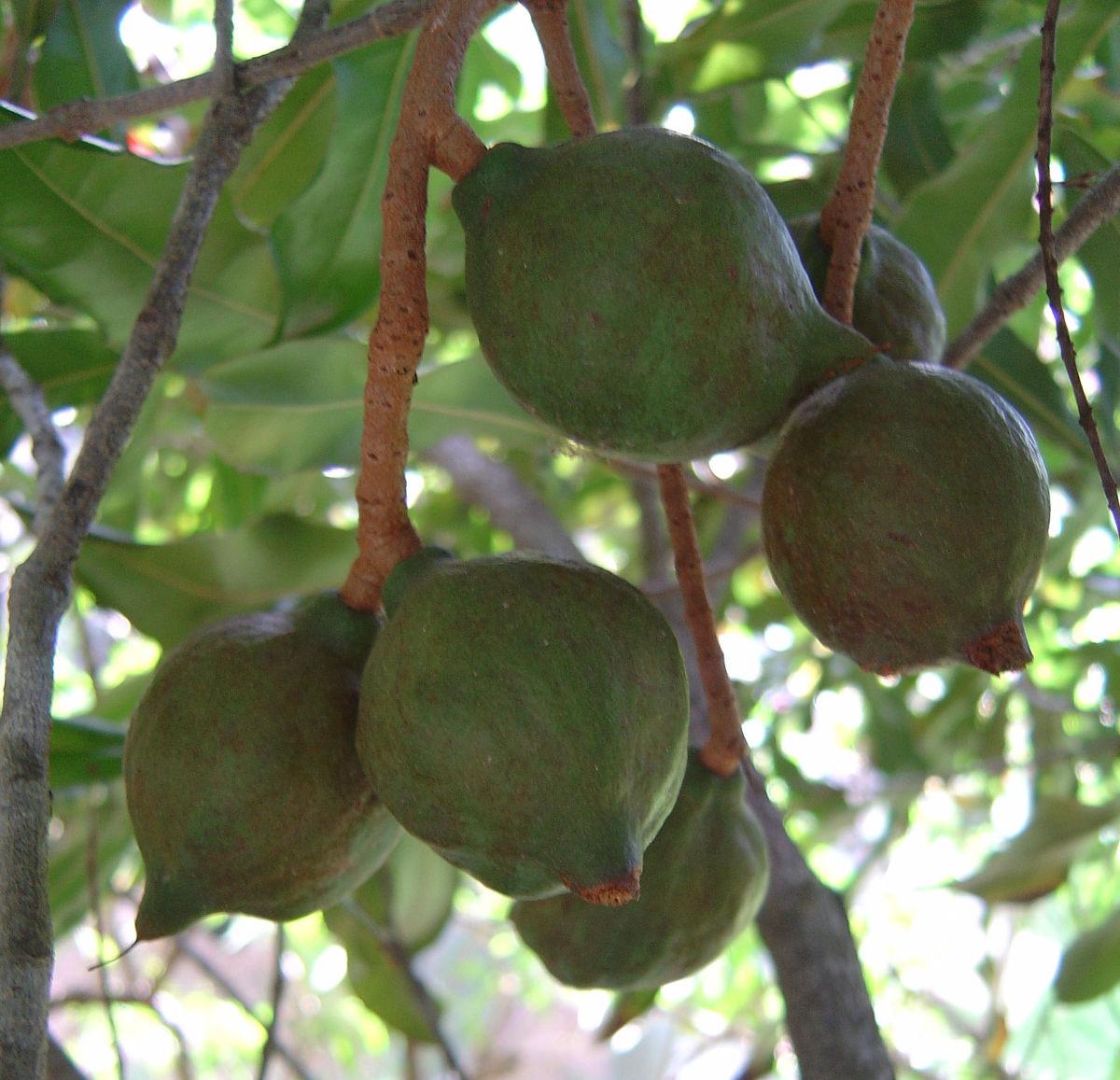 Macadamia integrifolia