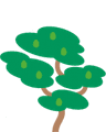 Lerne mehr über den Avocadobaum