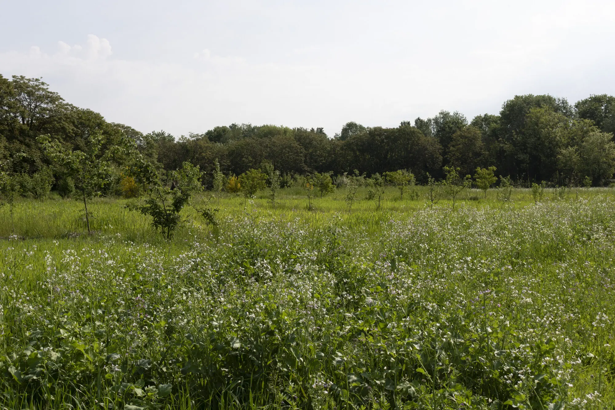 Parco Agricolo Sud foto 5