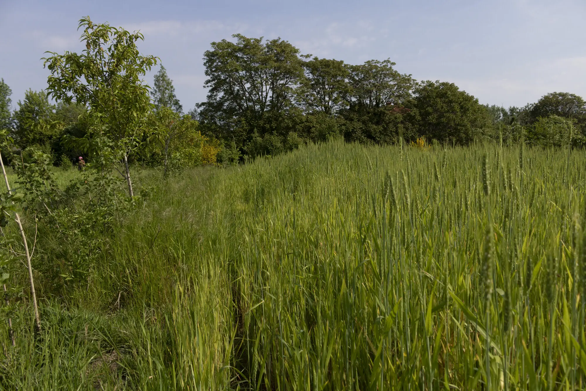 Parco Agricolo Sud foto 6