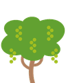 Macadamia