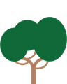 Scopri di più sull'Albero di Anacardo