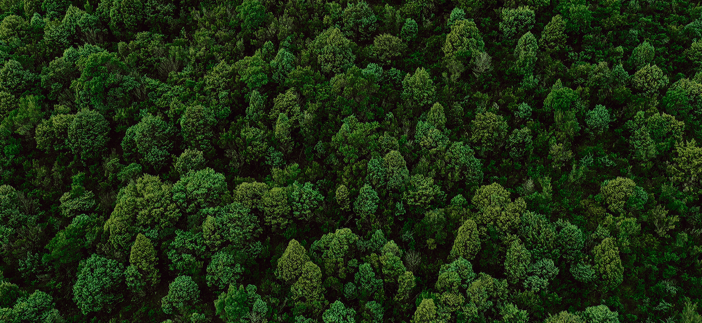 Forest Hero Background